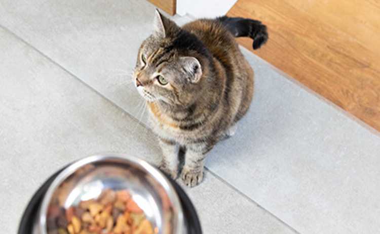 Сухі корми для котів: які вибирають ветеринари та на що звертати увагу?