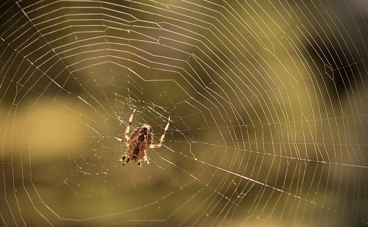 Как избавиться от пауков в вашем доме