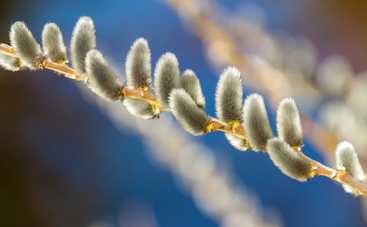 Вербное воскресенье 2020: дата, история праздника