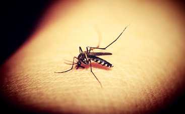 Чем опасны комары: правда и мифы о кровососущих насекомых