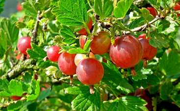 10 полезных свойств крыжовника: укрепляйте свой организм с помощью этой ягоды летом