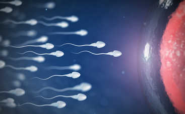 Ученые развенчали самый стойкий миф о сперматозоидах