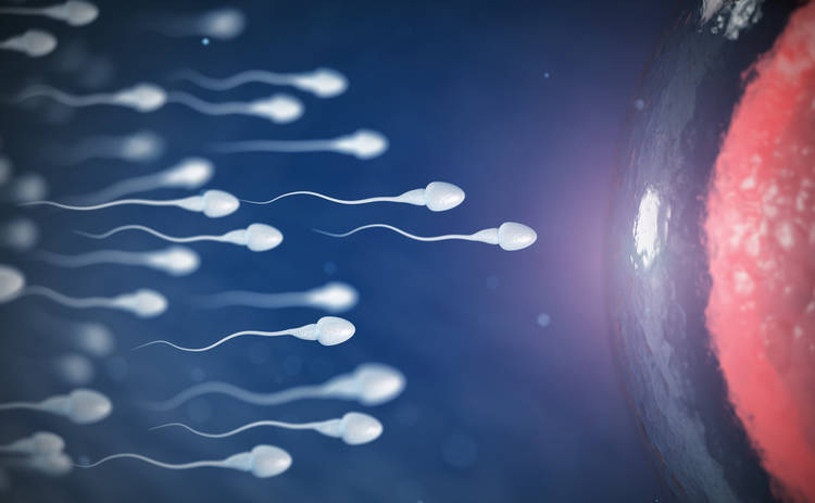 Ученые развенчали самый стойкий миф о сперматозоидах