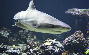 Ученые показали самую старую акулу, которой исполнилось 393 года