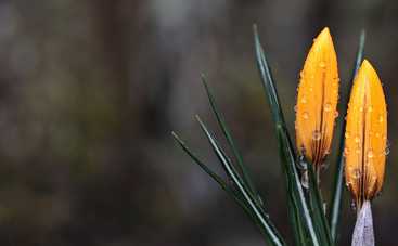 Гороскоп на 25 марта 2021 для всех знаков Зодиака