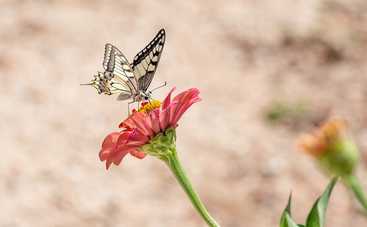 Гороскоп на 29 июня 2021 для всех знаков Зодиака