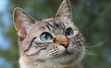 Лунный гороскоп на 17 июля 2021 года для знаков Зодиака