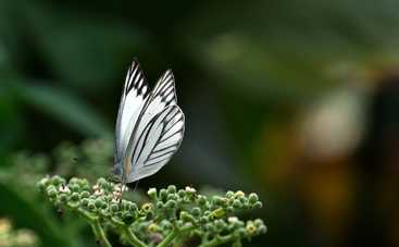 Магнитные бури 25 июля 2021 в Украине