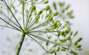 Лунный гороскоп на 25 июля 2021 года для знаков Зодиака