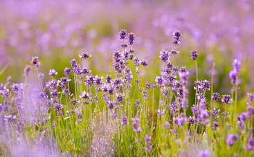 Лунный гороскоп на 3 августа 2021 года для знаков Зодиака