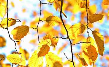 Гороскоп на 5 октября 2021 для всех знаков Зодиака