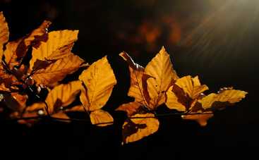 Гороскоп на 23 октября 2021 для всех знаков Зодиака