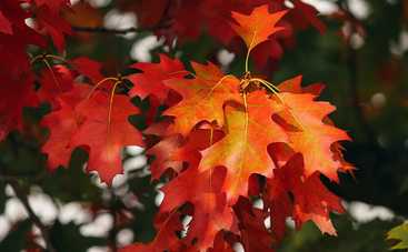 Гороскоп на 26 октября 2021 для всех знаков Зодиака