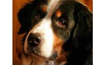 Семейство Букиных перенесло большую потерю