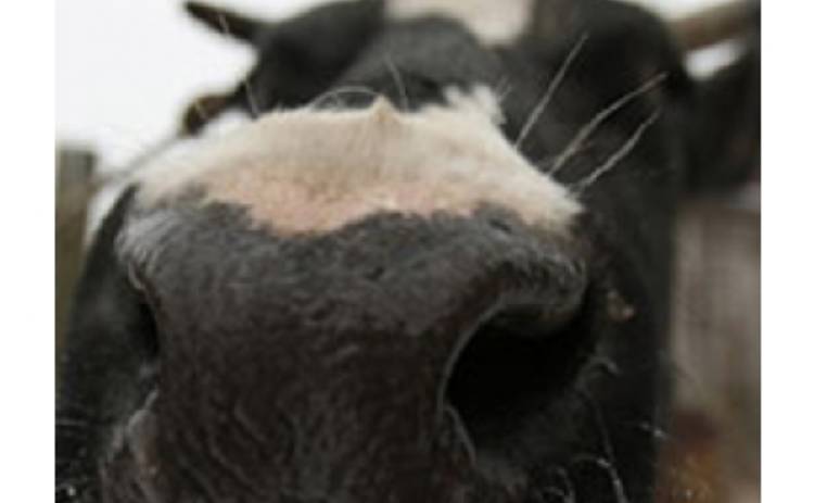 Примадонна встретит Новый год с коровой