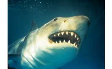 Главный герой фильма “Челюсти” отказывается отмечать юбилей фильма