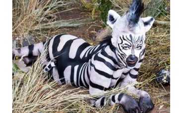 Новые танцы Ксении Собчак: звезда двигается в стиле "Робокоп" [ВИДЕО]