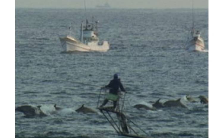 На токийском фестивале покажут скандальный фильм о дельфинах