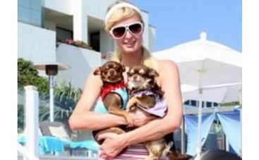 PETA сравнила животных Пэрис Хилтон с ее любовниками