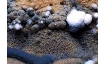 Документальный фильм "Плесень" – премьера на "Интере"