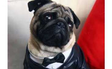 "Україна має талант-2": поющий пес стал лидером кастинга