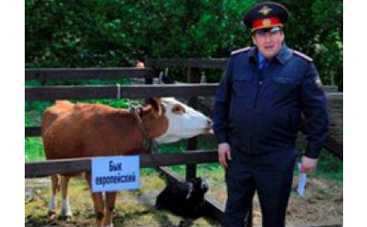 В сериале "Воронины" новый актер – бык Муром