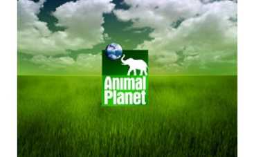 Animal Planet научит понимать собак