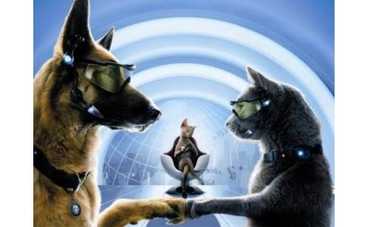 ДруЖИТЬ как кошка с собакой