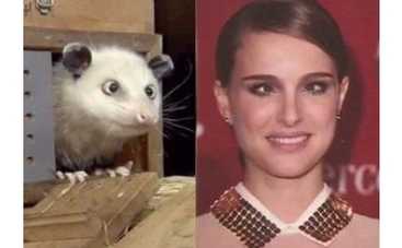 Косоглазый опоссум выбрал косоглазую Натали Портман ФОТО