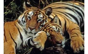 «Мега» откроет секреты Индии