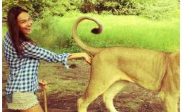 Алена Водонаева потрогала яички льва