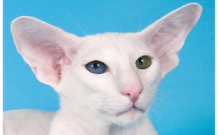В Киеве пройдет выставка белых разноглазых котов