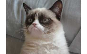 Сердитая кошка станет героиней фильма