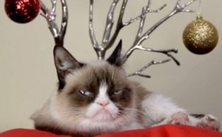 Самые известные коты интернета снялись в рождественском клипе (ВИДЕО)