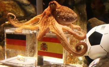 Чемпионат мира по футболу 2014: зверские прогнозы (ФОТО)