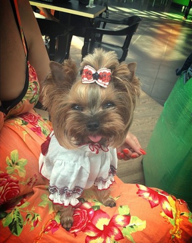 Слава надела на свою собаку вышиванку / instagram.com/babaslavka