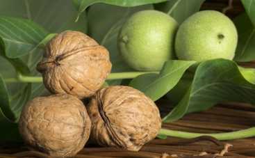 Ореховый спас: традиции, приметы, поверья