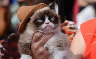 Сердитый кот воскреснет на Рождество