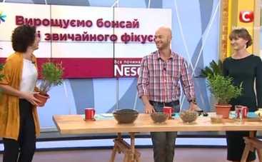 Все буде добре: делаем бонсай из фикуса (ВИДЕО)