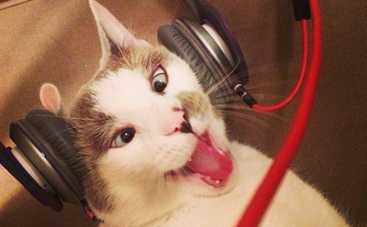 Котики пополнят ряды меломанов