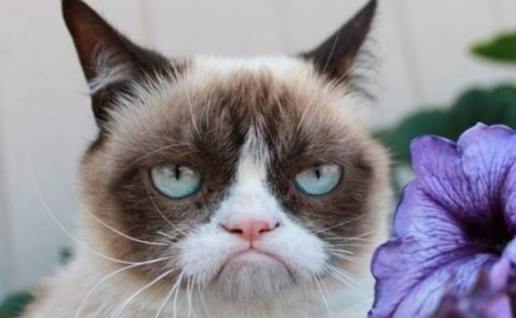 Grumpy Cat пришла на премьеру Золушки в Голливуде (ФОТО)