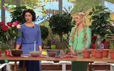 Все буде добре: как вырастить куст роз из увядающего цветка? (ВИДЕО)