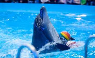 Куда пойти в Киеве 28 – 29 марта: спектакль Notre Dame de Paris, весна с дельфинами и цирк нашего детства