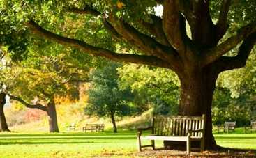 Куда пойти в Киеве 23 – 24 мая: Европейский День парков и фестиваль культур народов мира