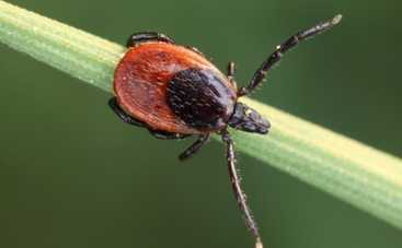 Клещи вышли на охоту