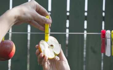 Сушилка для овощей и фруктов хозяйке в помощь