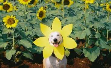 Счастье зависит он наследственности