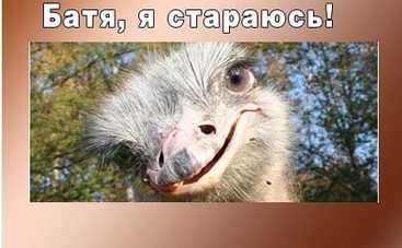 Анекдот дня: свежие анекдоты о страусах на Tv.ua