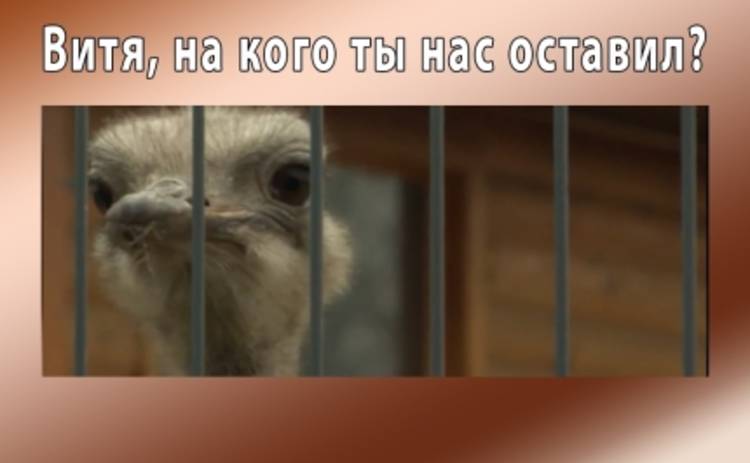 Анекдоты дня: как Янукович страусов поддерживал