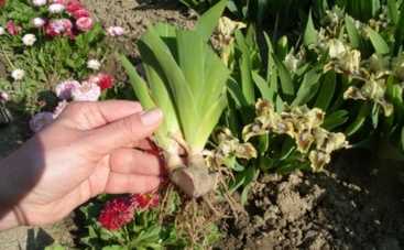 Все буде добре: как правильно рассаживать ирисы?